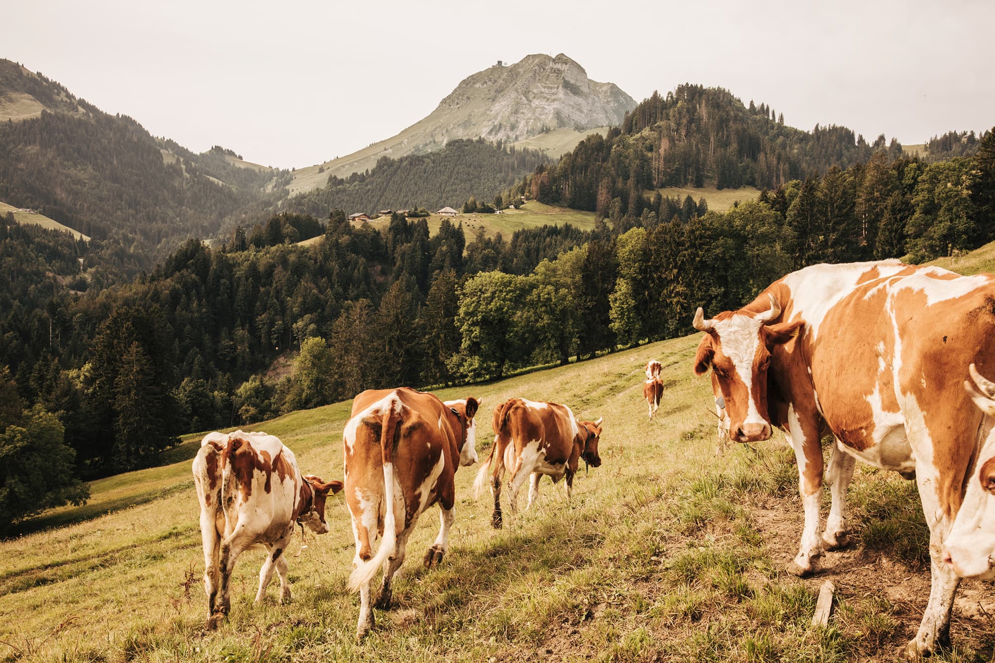Cows Grazing in the Swiss Alps